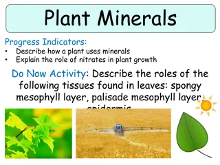 Plant Minerals and Farming Methods