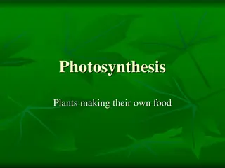 Photosynthesis: Process, Importance, and Stages