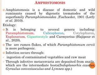 Understanding Amphistomosis in Ruminants: Causes, Symptoms, and Diagnosis