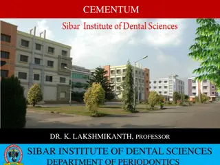 Understanding Cementum in Dental Anatomy