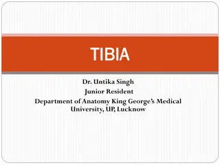 Understanding the Anatomy of Tibia - A Comprehensive Overview