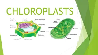 Chloroplasts: Structure, Function, and Marker Enzymes