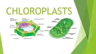 Understanding Chloroplasts: Structure, Function, and Marker Enzymes