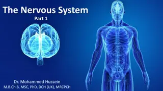 The Basics of the Nervous System with Dr. Mohammed Hussein