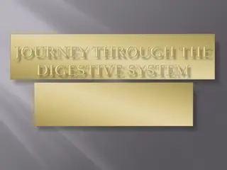 The Digestive Journey: From Skittles in the Mouth to Nutrient Absorption in the Intestine