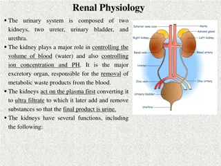 Understanding Renal Physiology: The Role of the Kidneys in Maintaining Homeostasis