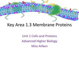 Membrane Proteins and Cell Membrane Permeability