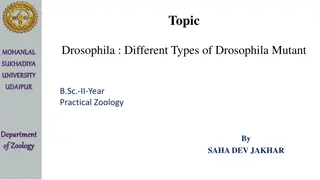 Different Types of Drosophila Mutants at Mohanlal Sukhadiya University