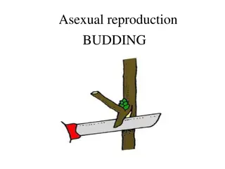 Understanding Asexual Reproduction Through Budding