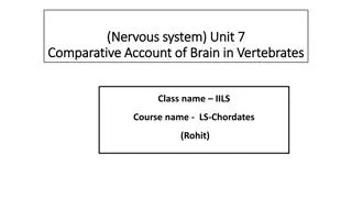 Comparative Analysis of Vertebrate Brains: From Cartilaginous Fish to Amphibians