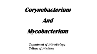Overview of Corynebacterium: Characteristics, Infections, and Laboratory Diagnostics