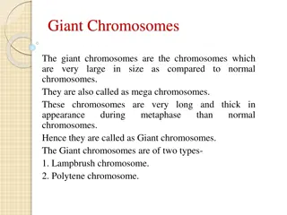 Giant Chromosomes: Lampbrush and Polytene Chromosomes