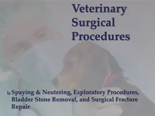 Veterinary Surgical Procedures Overview