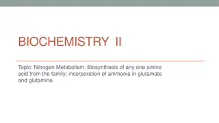 Understanding Nitrogen Metabolism: Amino Acid Biosynthesis and Ammonia Incorporation