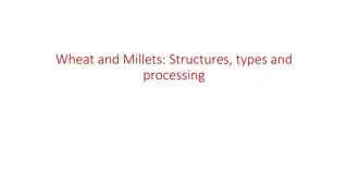 Understanding Wheat and Millets: Structures, Types, and Processing