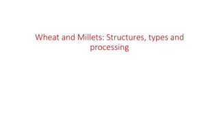 Wheat and Millets: Structures, Types, and Processing