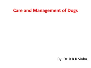 Comprehensive Guide on Dog Care and Management