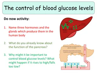 Blood Glucose Control Mechanisms in the Human Body