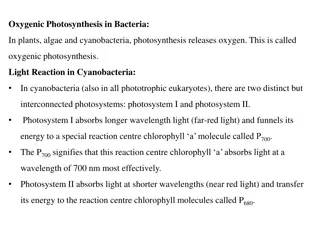 Photosynthesis in Bacteria and Cyanobacteria