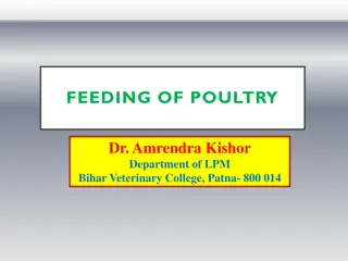 Essential Guidelines for Feeding Poultry for Optimal Production
