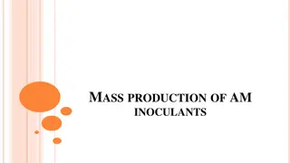 Methods for Mass Production of AM Inoculants