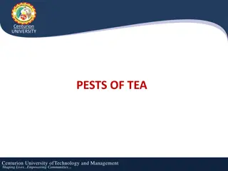 Managing Pests of Tea Plants in India