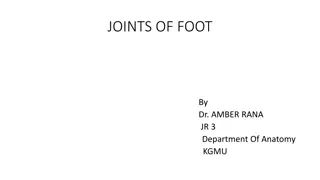 Overview of Foot Joints and Bones: Anatomy and Movements