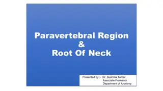Anatomy of Paravertebral Region and Root of Neck