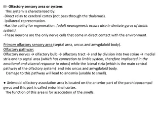 The Olfactory and Gustatory Systems