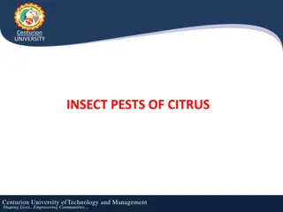 Insect Pests of Citrus: Identification, Behavior, and Management