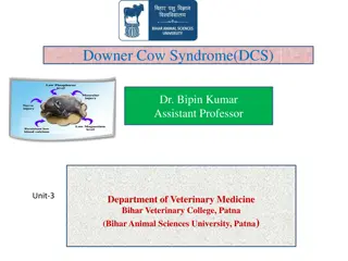 Downer Cow Syndrome in Dairy Cattle