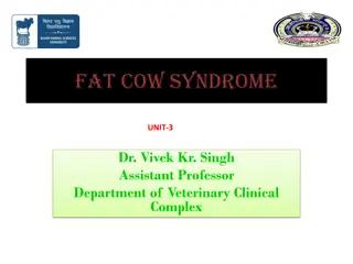 Fat Cow Syndrome in Cattle: Causes, Symptoms, and Treatment