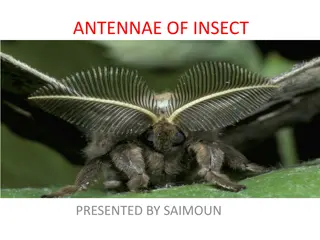 The Fascinating World of Insect Antennae