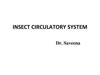 Insect Circulatory System: Overview and Functions