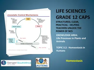 Homeostasis in Humans: The Key to Maintaining Internal Balance