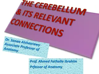 The Anatomy of the Cerebellum: External and Internal Features