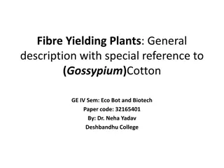 Exploring Fibre Yielding Plants: A Focus on Cotton (Gossypium) and Its Economic Botany