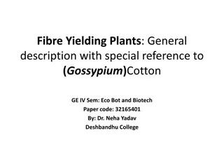 Fibre Yielding Plants: A Focus on Cotton (Gossypium) and Its Economic Botany