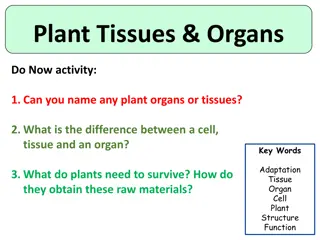 Plant Tissues and Organs: Understanding the Structure and Function