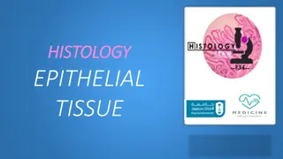 Epithelial Tissue: Characteristics, Types, and Functions