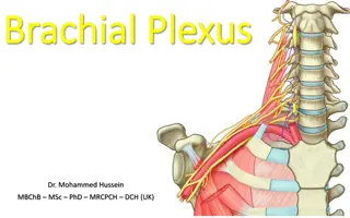 The Brachial Plexus Anatomy and Function