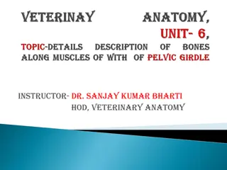 Pelvic Limb Anatomy: Bones and Muscles Overview