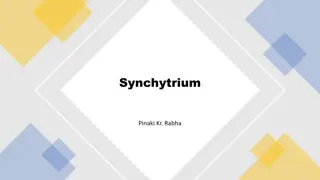 Understanding Synchytrium: Causes and Symptoms in Potatoes