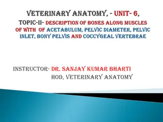 Veterinary Anatomy Overview: Pelvic Cavity and Bony Pelvis Structures