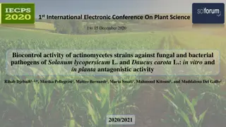 Biocontrol Activity of Actinomycetes Against Pathogens of Tomato and Carrot