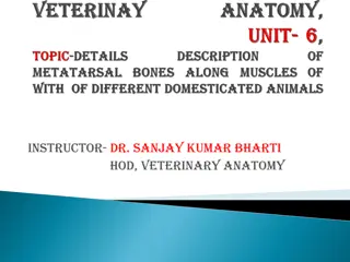 Veterinary Anatomy of Ox Metatarsus Bones