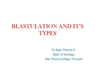 Understanding Blastulation and its Types in Developmental Biology