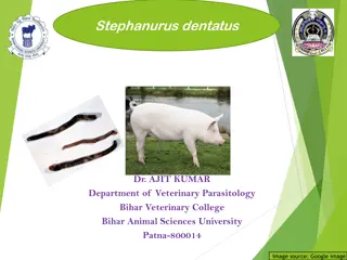 Stephanurus Dentatus: Kidney Worm of Pigs