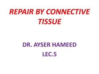 Repair by Connective Tissue in Healing Processes