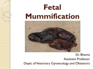 Fetal Mummification in Domestic Animals